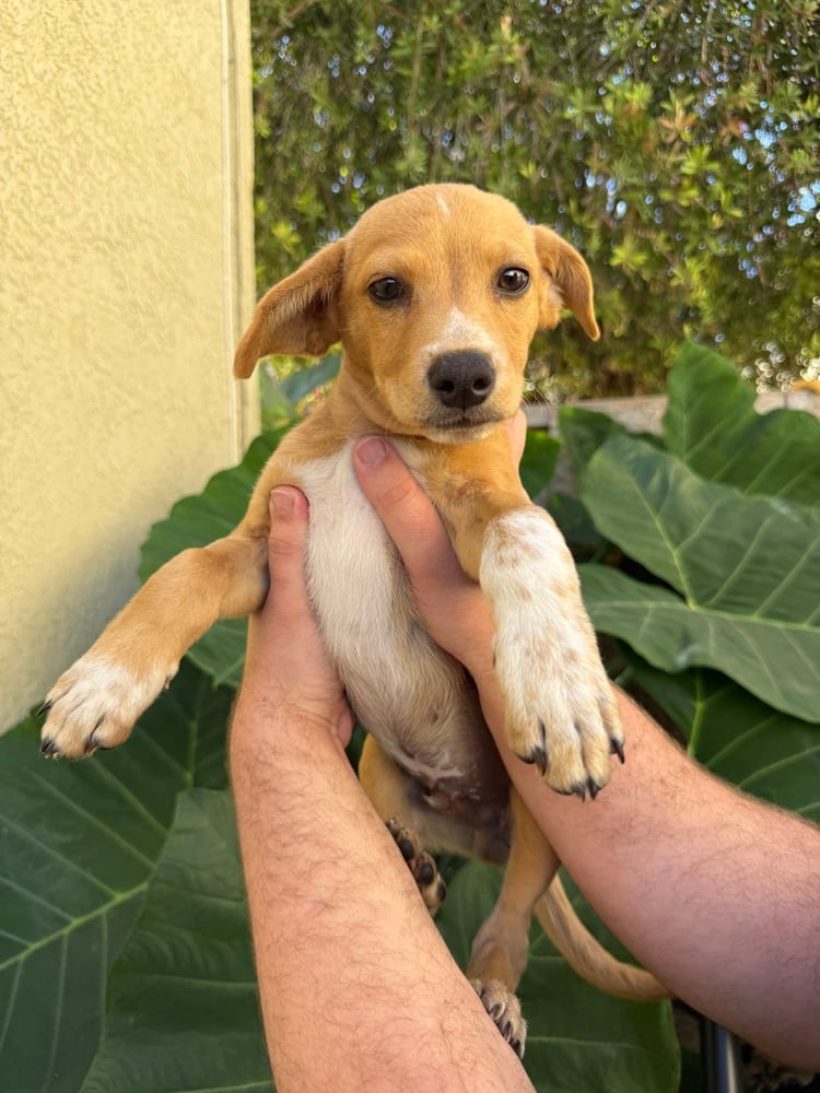 Photo of Barley, adoptable Terrier (Unknown Type, Small) in Eugene, Oregon