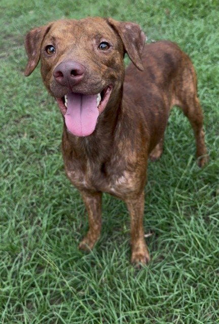 Photo of Strudel, adoptable Pit Bull Terrier in Conroe, Texas