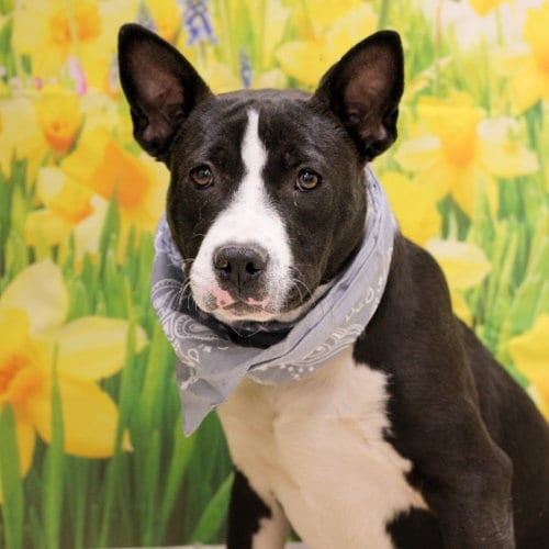 Photo of Rowen, adoptable Terrier in East Smithfield, Pennsylvania