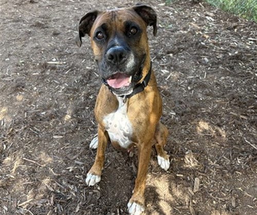 Photo of Harley, adoptable Boxer in Denver, Colorado