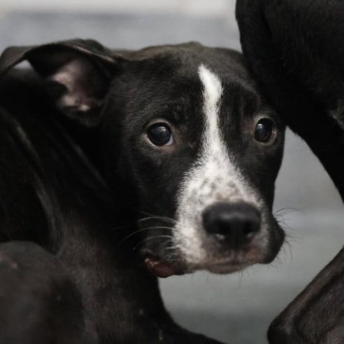 Photo of Princeton, adoptable American Staffordshire Terrier in San Antonio, Texas