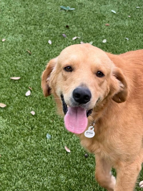 Photo of Dallas 1525, adoptable Golden Retriever in Bonita Springs, Florida