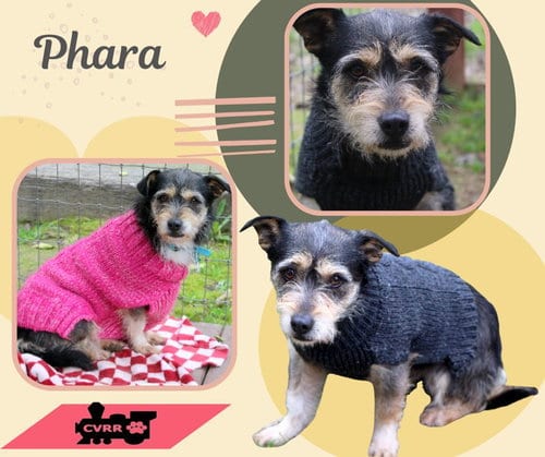 Photo of Phara, adoptable Terrier in Lindsay, California