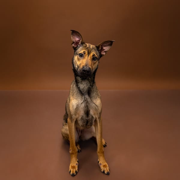 Photo of Bibi, adoptable Shepherd cross in Lawrenceville, Georgia