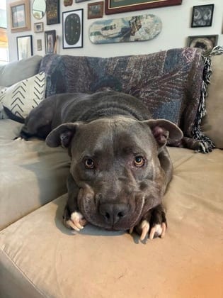 Photo of Bando, adoptable dog in Atlanta, Georgia