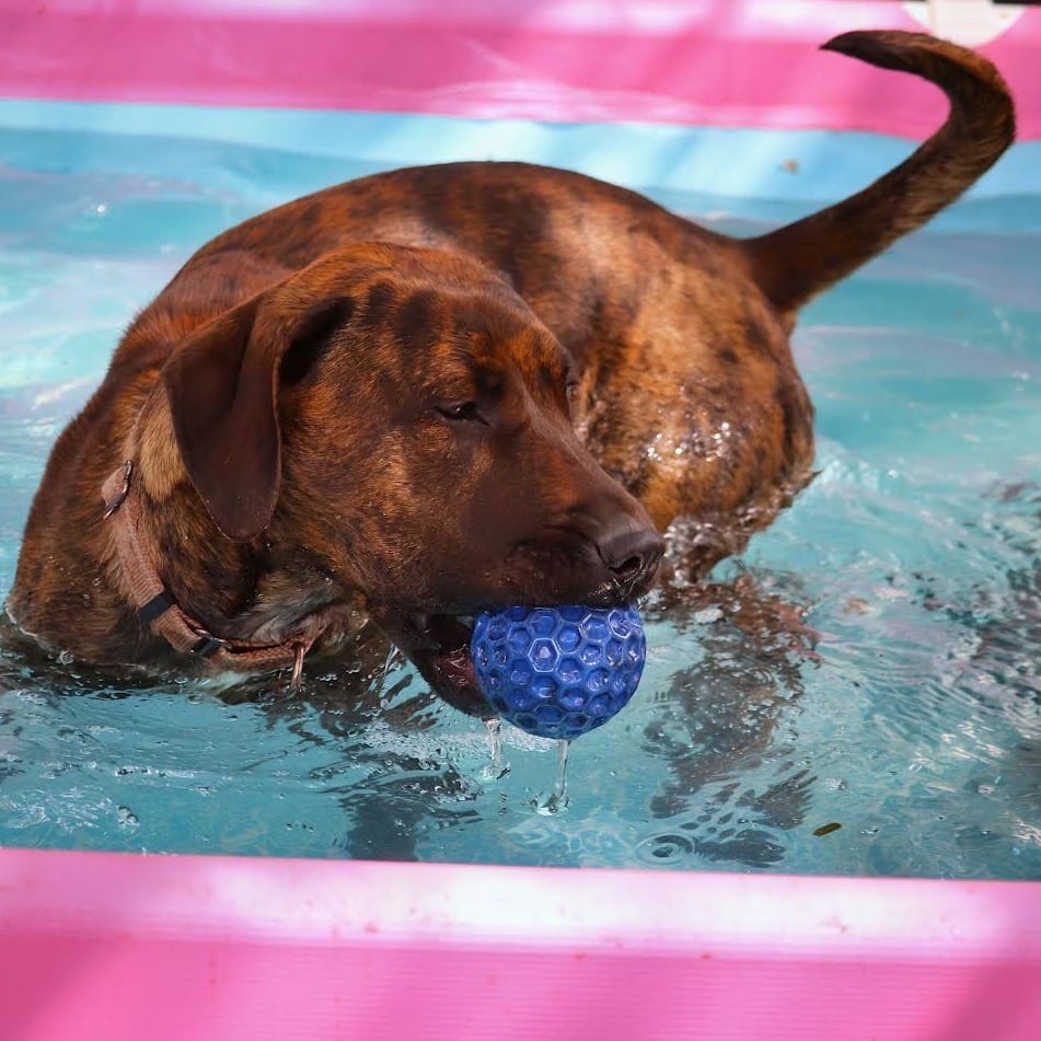 Photo of Bailey D11393, adoptable Terrier, American Pit Bull / Mixed Breed (Large) in Princeton area, Minnesota