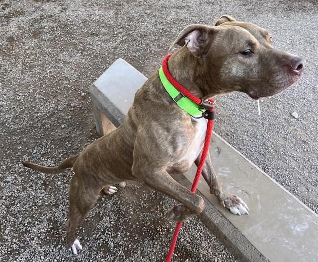 Photo of Lana, adoptable dog
