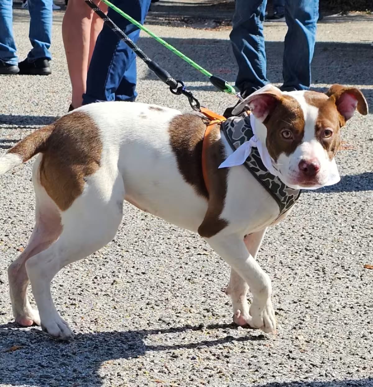 Photo of Lucy, adoptable Mixed Breed (Medium) in Myrtle Beach, South Carolina