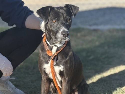 Photo of Betty, adoptable American Pit Bull Terrier in Phoenix, Arizona