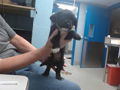 Photo of Twinkie, adoptable Cairn Terrier in Albuquerque, New Mexico