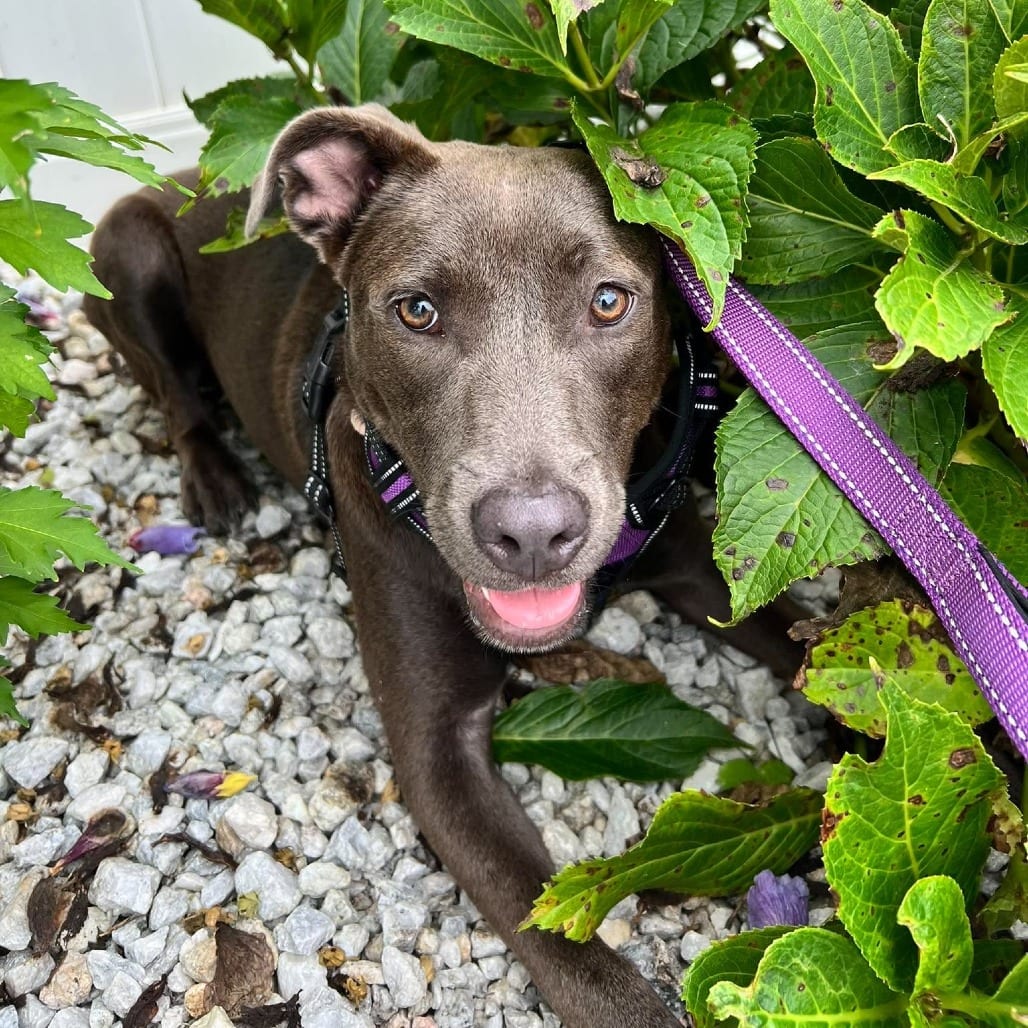 Photo of Gobi, adoptable Terrier, American Staffordshire / Mixed Breed (Medium) in Whitestone, New York