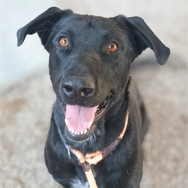 Photo of Rayo, adoptable dog