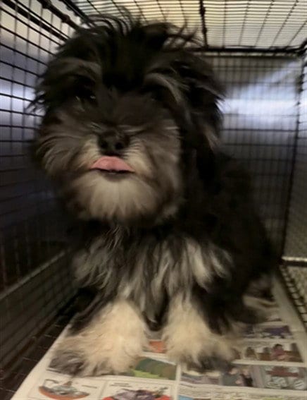 Photo of Sydney, adoptable Yorkshire Terrier Yorkie in Los Angeles, California