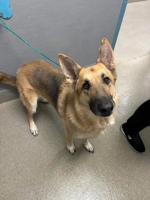 Photo of Buttercup, adoptable German Shepherd Dog in Las Vegas, Nevada