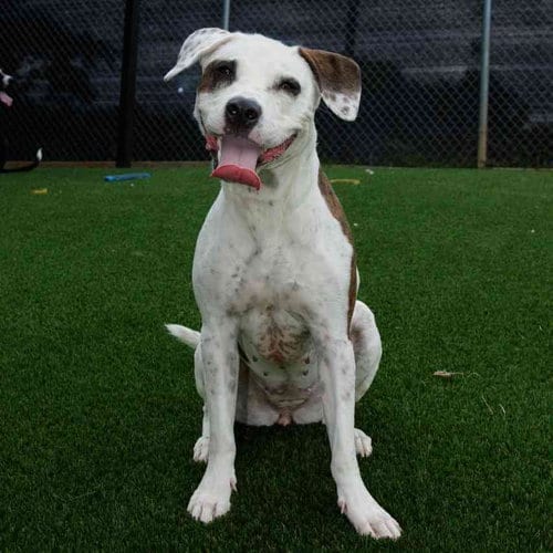 Photo of Olive Oyl, adoptable Terrier in Maryville, Tennessee