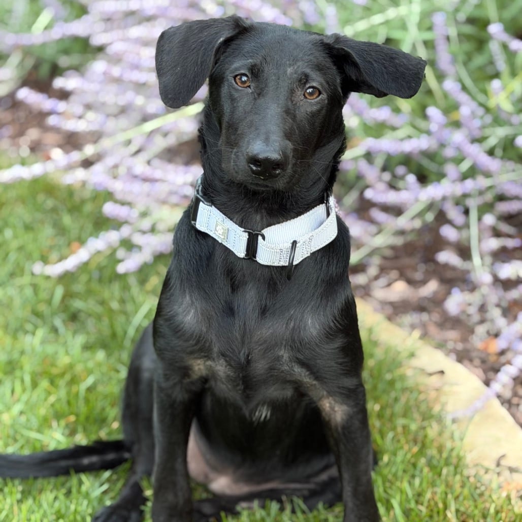 Photo of Bella, adoptable Retriever, Black Labrador / Mixed Breed (Medium) in Buffalo, Minnesota