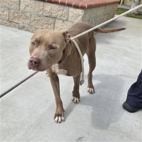 Photo of Arturo, adoptable Pit Bull Terrier in Downey, California