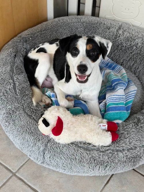 Photo of Snowflake, adoptable Parson Russell Terrier in Cave Creek, Arizona