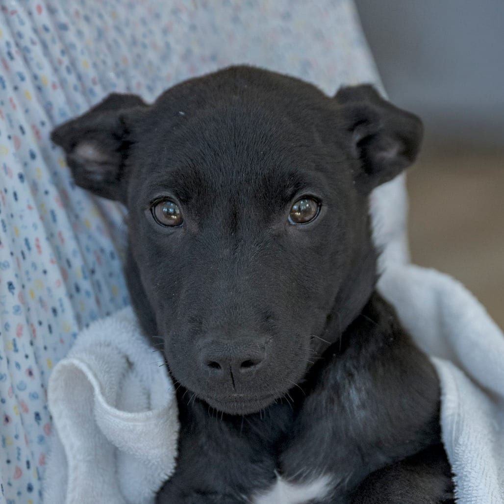 Photo of Reeses (6), adoptable Retriever, Black Labrador / Mix in Chapel Hill, North Carolina