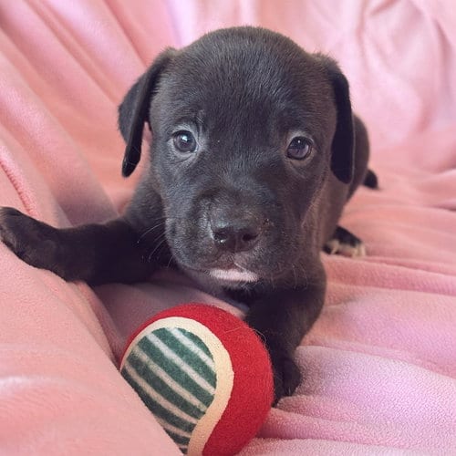 Photo of Justice Pup - Judge, adoptable Labrador Retriever in San Diego, California