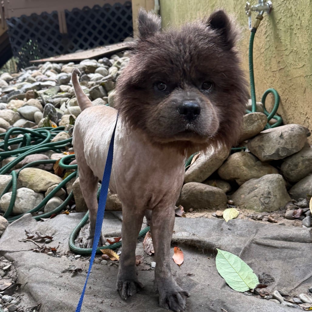 Photo of Potter, adoptable Chow Chow in West Chester, Pennsylvania
