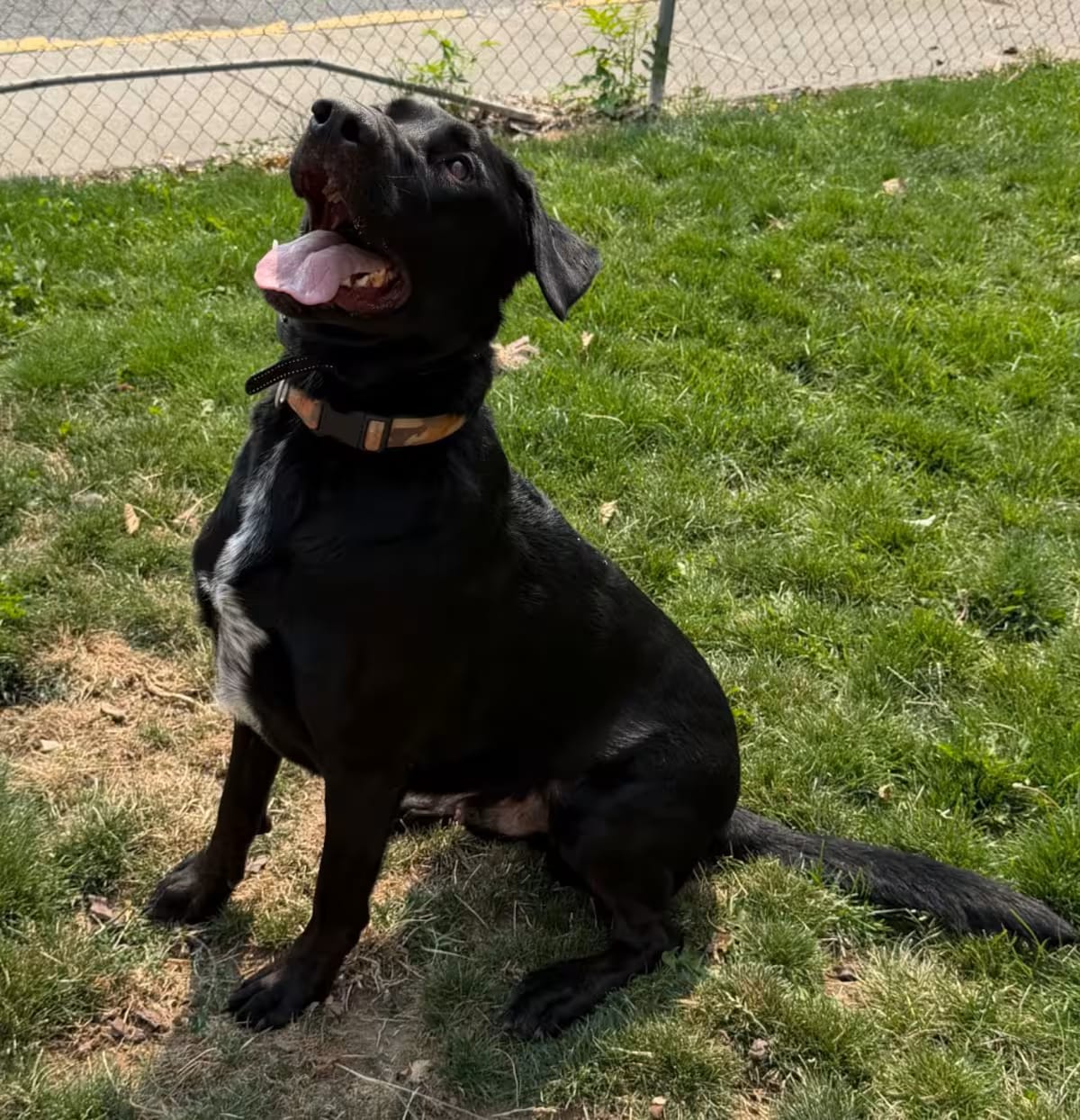 Photo of Rip, adoptable Labrador Retriever/Mixed Breed (Large) in Cashmere, Washington