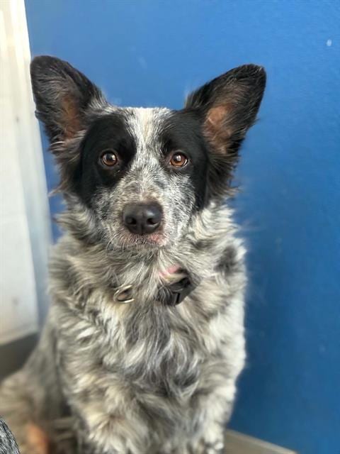 Photo of Stacy, adoptable Queensland Heeler in Visalia, California