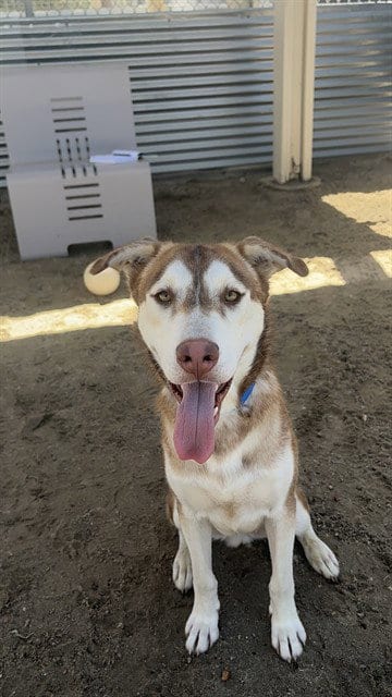 Photo of Hopper, adoptable Siberian Husky in Thousand Palms, California