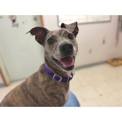 Photo of Bagheera, adoptable Whippet in Wantagh, New York