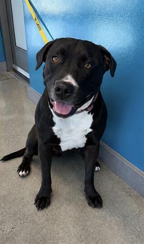 Photo of Chispa, adoptable Pit Bull Terrier in San Martin, California