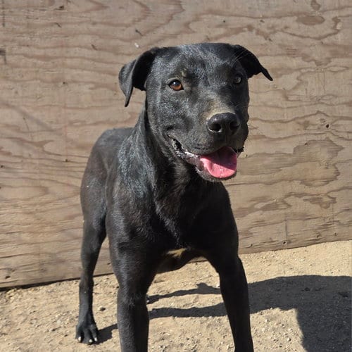 Photo of Peyton, adoptable American Pit Bull Terrier in Yreka, California