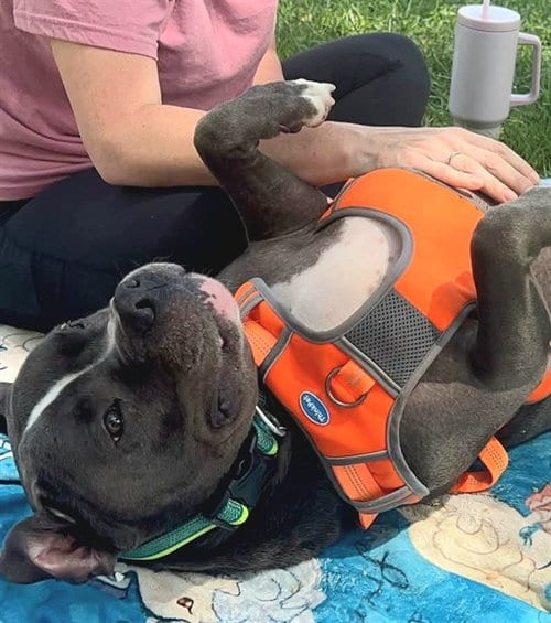 Photo of Panda, adoptable Pit Bull Terrier in Sacramento, California