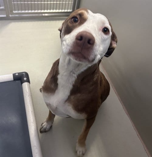 Photo of Pink, adoptable Pit Bull Terrier in Bakersfield, California