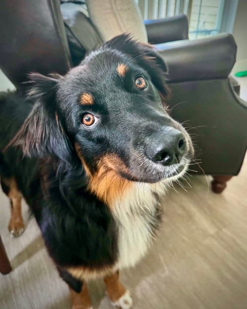 Photo of Fanta, adoptable Australian Shepherd in Monticello, New Jersey