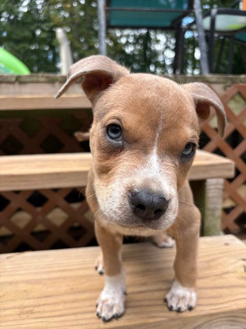 Photo of Milo, adoptable Boxer in Mooresville, North Carolina