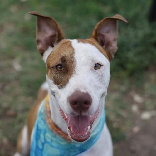 Photo of Scoby, adoptable American Staffordshire Terrier in San Antonio, Texas