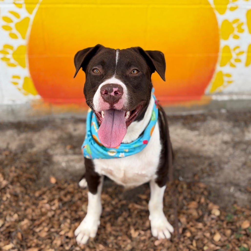 Photo of Mochi 26-08-109, adoptable Collie in Bastrop, Texas