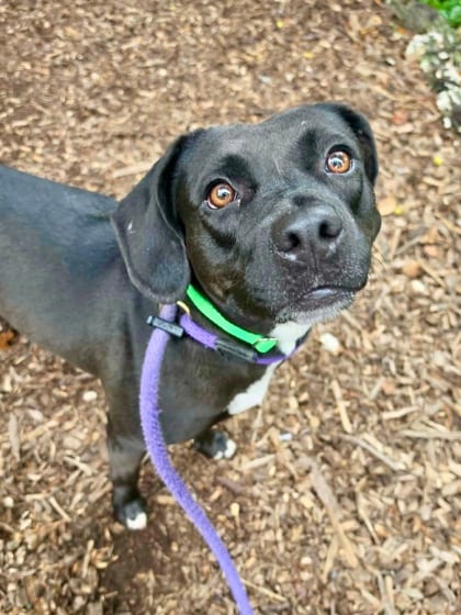 Photo of Mabel (Royalty), adoptable dog in Baltimore, Maryland