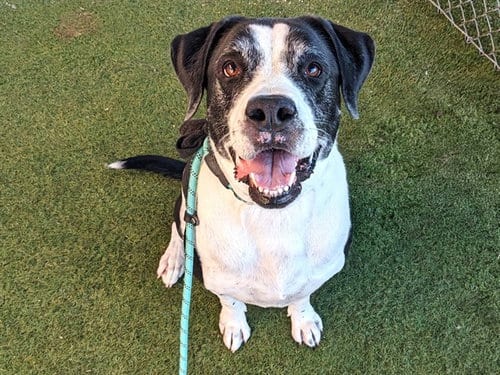 Photo of Max, adoptable Border Collie in Phoenix, Arizona