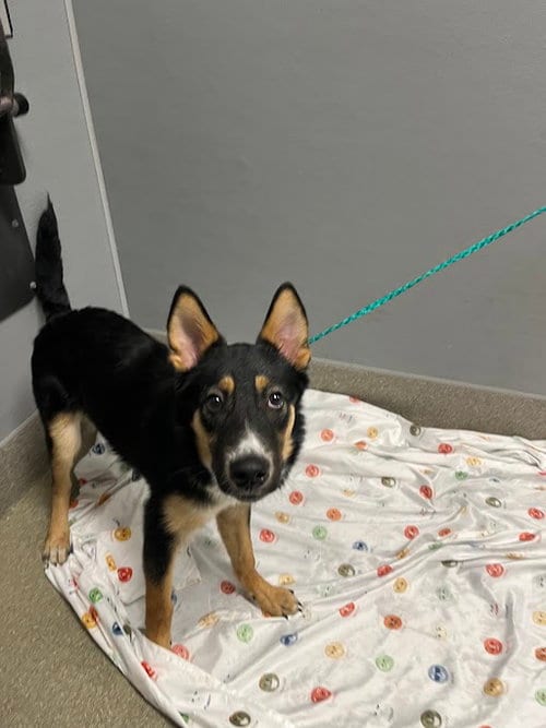 Photo of Bowser, adoptable German Shepherd Dog in Las Vegas, Nevada