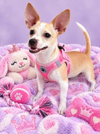 Photo of Lulu, adoptable Chihuahua in Sanford, Florida