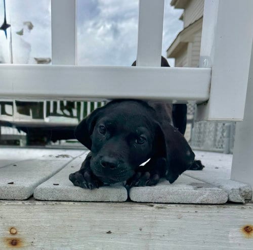 Photo of Eli, adoptable Pit Bull Terrier in Willingboro, New Jersey