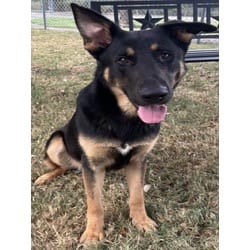 Photo of Goblin, adoptable German Shepherd Dog in Texas City, Texas