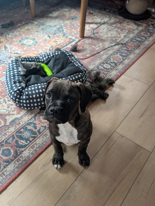 Photo of Pearl, adoptable Boxer in Springdale, Pennsylvania