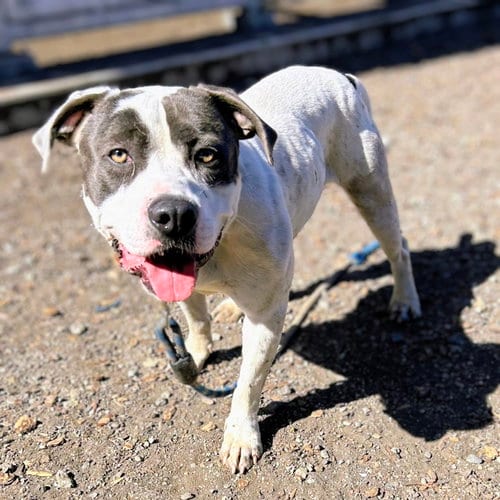 Photo of Bluey, adoptable Pit Bull Terrier in Oakland, California