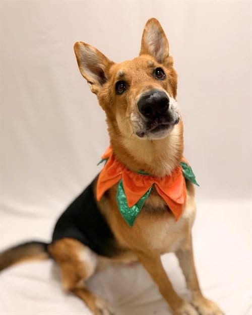 Photo of Luca, adoptable German Shepherd Dog in Chula Vista, California
