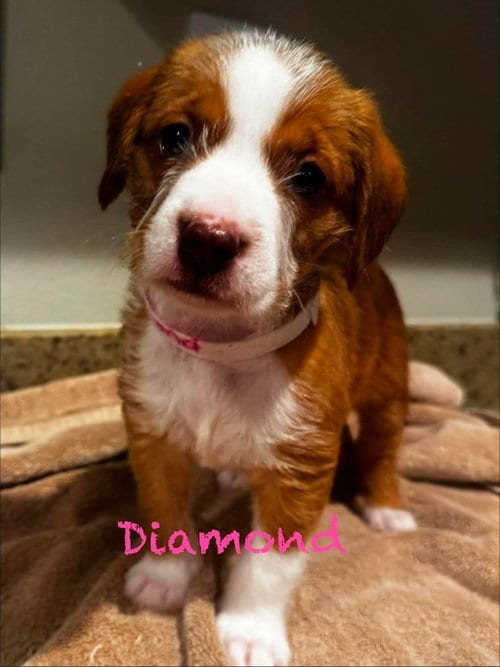 Photo of Diamond, adoptable Pit Bull Terrier in Mission Viejo, California