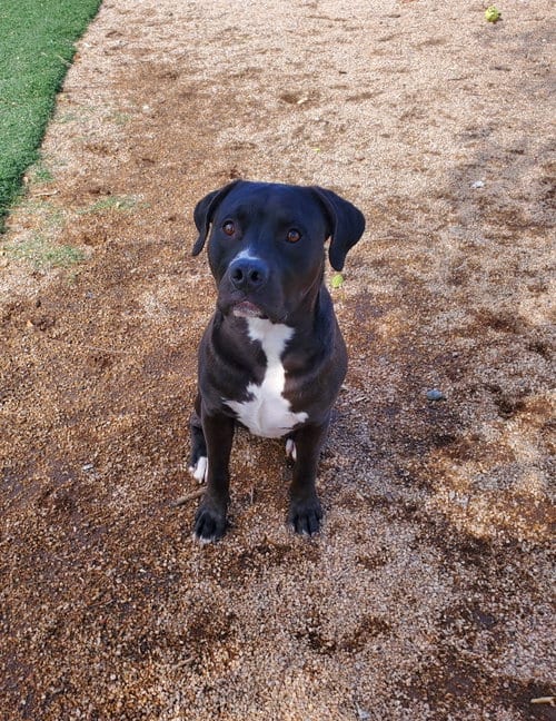 Photo of Lucky, adoptable American Pit Bull Terrier in Chandler, Arizona