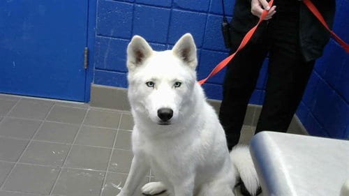 Photo of Atlas, adoptable Siberian Husky in Albuquerque, New Mexico