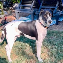 Photo of Calvin, adoptable English Springer Spaniel Pointer in Denver, Colorado